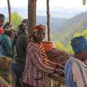 Another fantastic Kenya on the heels of our Wahundura AB....sure to be a favorite while it lasts. Farmers cultivate small coffee farms of approximately 250 to 350 trees at altitudes of 1,600 to 1,800+ meters above sea level and deliver their cherry to Kabingara factory. The high altitudes provide the warm days and cool nights that help nurture sweet, dense cherry. The
washing station is owned and operated by Karithathi Farmers Cooperative Society (FCS).
Farmers delivering to Karithathi washing station
cultivate primarily SL28, SL34, Batian and Ruiru 11 in
small coffee gardens that are, on average, smaller
than 1 hectare. SL varieties are cultivars originally
released by Scott Agricultural Laboratories (SAL) in
the 1930s and 1940s. They soon became the go-to
trees for many growers in Kenya due to their deep
root structure, which allows them to maximize scarce
water resources and flourish even without irrigation.
They are cultivated with a serious eye towards
sustainability and Good Agricultural Practices, with
minimal environmental impact where possible.
Batian is a relatively new variety introduced by the
Kenya Coffee Research Institute (CRI) in 2010. Batian
is named after the highest peak on Mt. Kenya and is
resistant to both CBD and CLR. The variety has the
added benefit of early maturity – cropping after only
two years. Similar to Batian, Ruiru 11 is a new variety
known for its disease resistance and high yields. It also
starts yielding fruit after just 2 years.
Farmers receive technical agronomic support from our trading partner,
Sucafina Kenya. They also receive soil sampling from
Kahawa Bora. The soil sampling program addresses a
key step in farmer profitability. Lower input costs mean lower overall production costs and higher profits. More targeted input application also translates into healthier trees and higher quality cherry.
Prior to Kahawa Boras soil sampling program, farmers had little access to soil analysis methods. Fertilizer, when applied, would be formulated according to a generalized recipe rather than one uniquely suited to the farms exact needs. Now, with better access to
information through technology and agronomical
assistance, farmers can apply the right fertilizer recipe at the right time, improving yields and cherry quality.
Smallholders selectively handpick ripe, red cherry and
deliver it to Kabingara Factory. At intake, the Cherry
Clerk oversees meticulous visual sorting and floating
and accepts only dense, ripe cherry.
After intake, cherry is pulped and fermented.
Following fermentation, coffee is washed in clean
water and laid to dry on raised beds. Workers rake
parchment frequently to ensure even drying. They
cover drying parchment during the hottest time of
day, to maintain slow, even drying and at night, to
shelter parchment from moisture. It takes an average
of 7 to 14 days for parchment to dry.
Like many fruit-forward, highest-quality Kenyas, the aromatics are quite sweet and prominent, and the cup sings of summer berries, caramel, peach and apricot. Stunner pourover!
